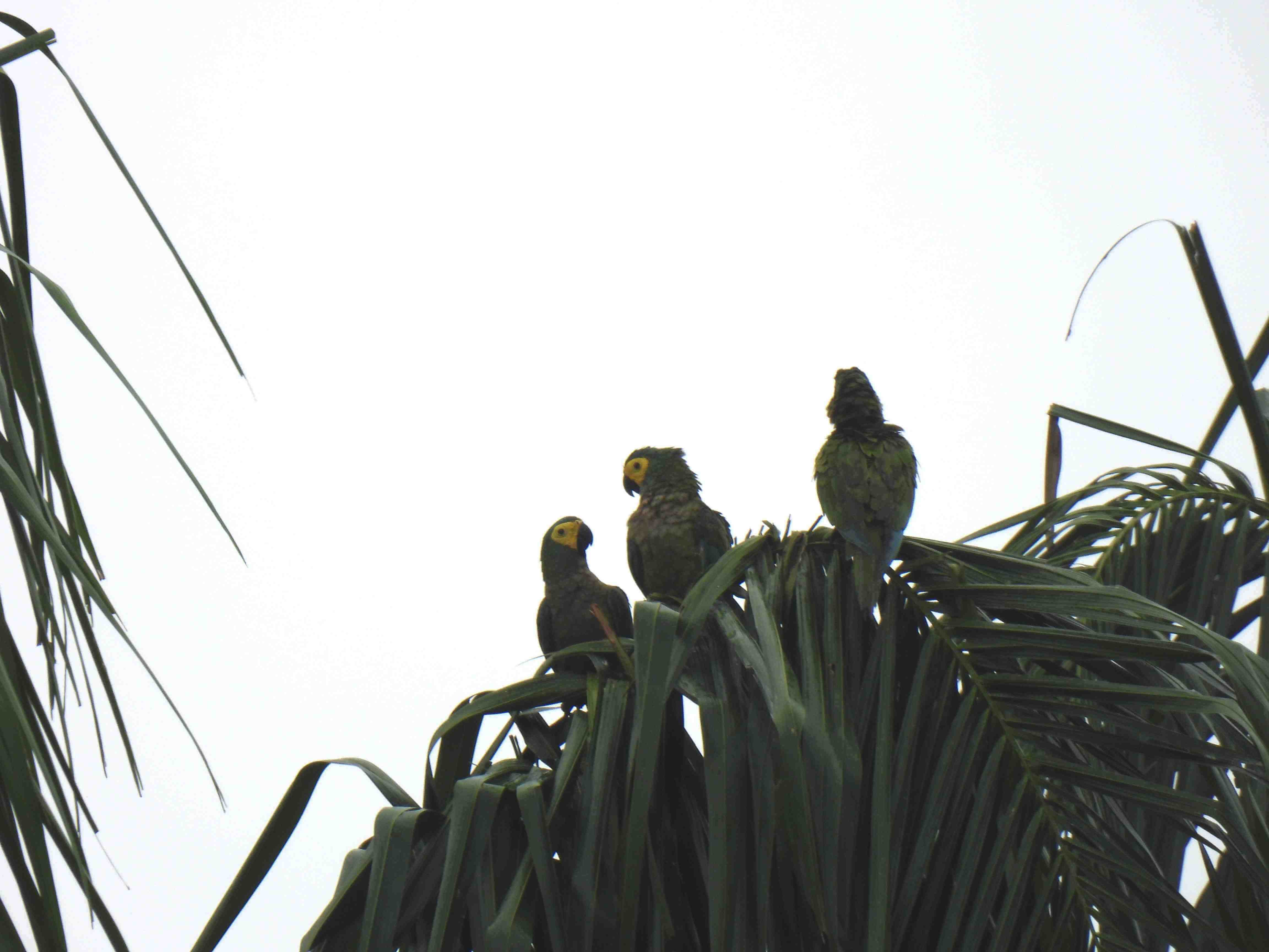 Autor: Ing.Karen Arevalo